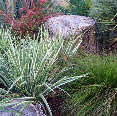 Variegated Foliage Plant