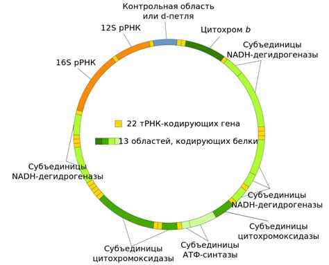 File:Mitochondrial DNA ru.svg - Wikimedia Commons