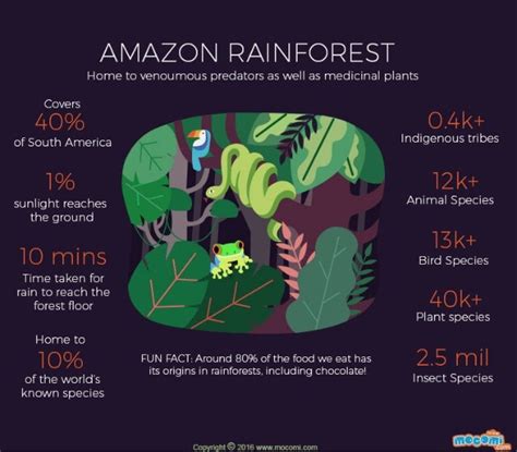 Amazon Rainforest Facts – Mocomi Kids