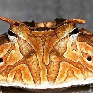 This horned frog (Ceratophrys cornuta) is ready to hunt.