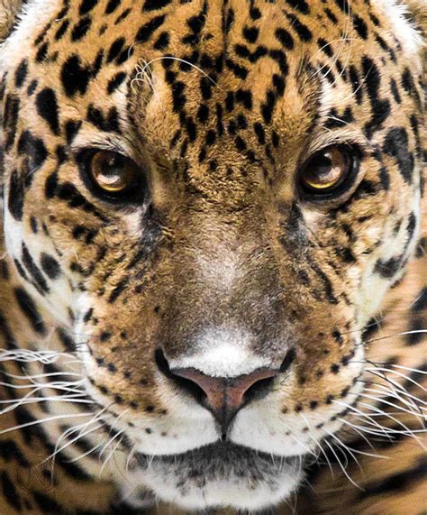 In Jaguar Eyes by OrangeRoom on DeviantArt