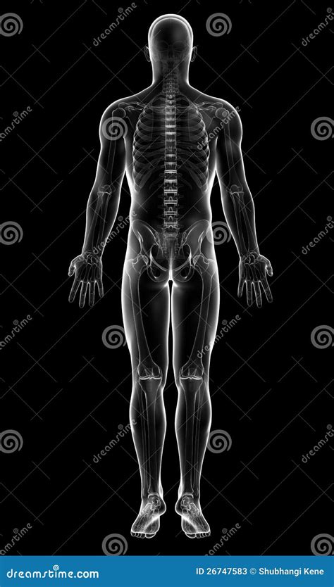 X-ray Of Human Skeleton In Gray Stock Photos - Image: 26747583