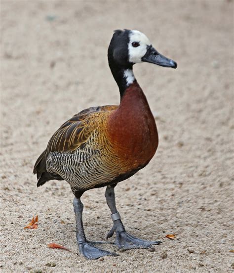 Pictures and information on White-faced Whistling Duck