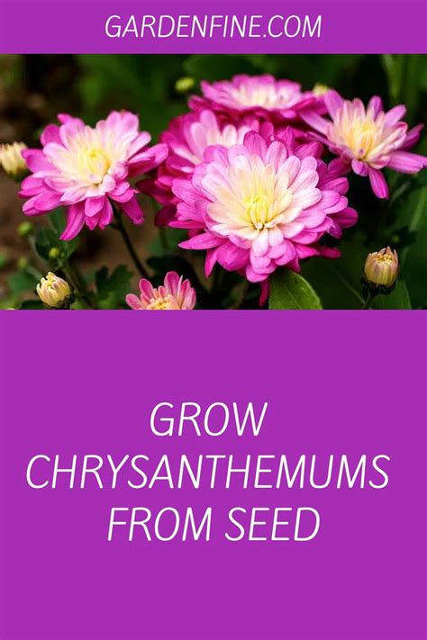 Grow Chrysanthemums From Seed | Chrysanthemum seeds, Chrysanthemum ...