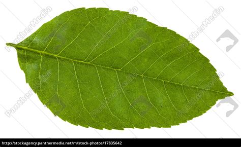 green leaf of Fraxinus ornus tree isolated - Royalty free image ...