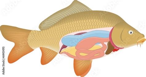 "Carp anatomy" Stockfotos und lizenzfreie Bilder auf Fotolia.com - Bild 6443493