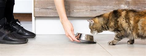 My Cat Is Not Eating – How to Feed a Fussy Cat | Purina