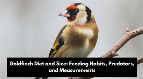 Goldfinch Diet and Size: Feeding Habits, Predators, and Measurements ...