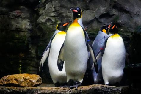 Cincinnati Zoo penguin parades will end as birds get older