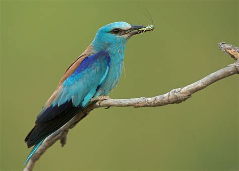 Blauracke (Forum für Naturfotografen)