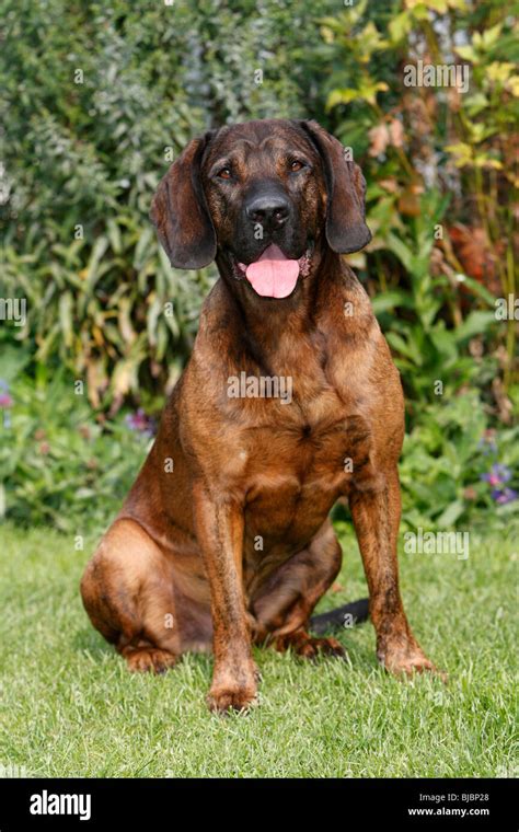 Hanover Hound, hunting dog, Germany Stock Photo - Alamy