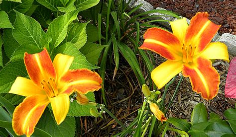 Growing Daylilies - A Must Have Perennial Flower in the Garden | Hearth and Vine