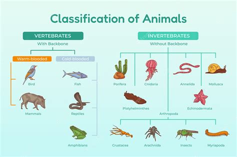 Top 118+ How can we classify animals - Merkantilaklubben.org