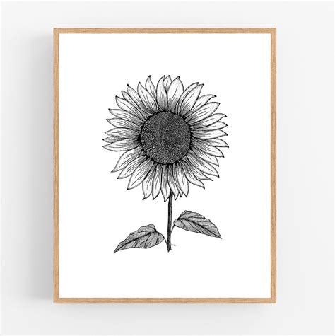 Sunflower Ink Sketch Print / Kansas State Flower Printable / - Etsy