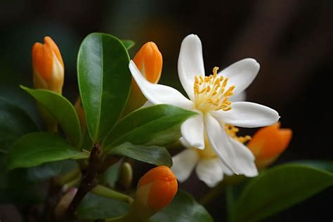 Orange Jasmine: Growing and Care Guide for Healthy Plants