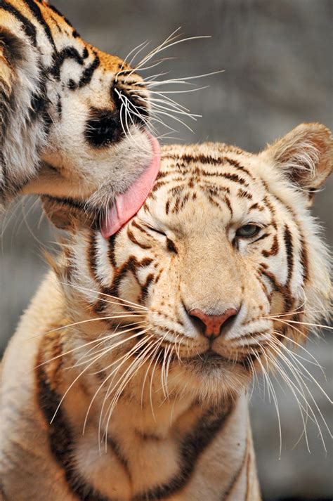 Licking his sister | One of the two tigers, Amir or Noah, li… | Flickr