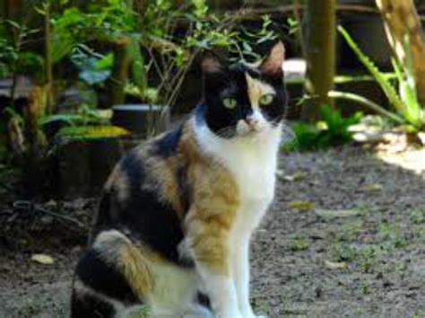 Calico vs Bengal - Breed Comparison | MyCatBreeds