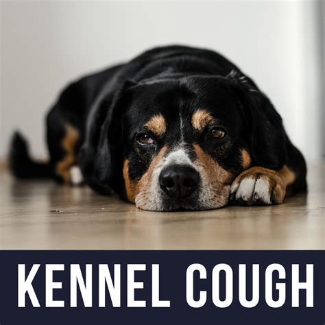 My Dog Has Kennel Cough: What Do I Need to Know? - PetHelpful