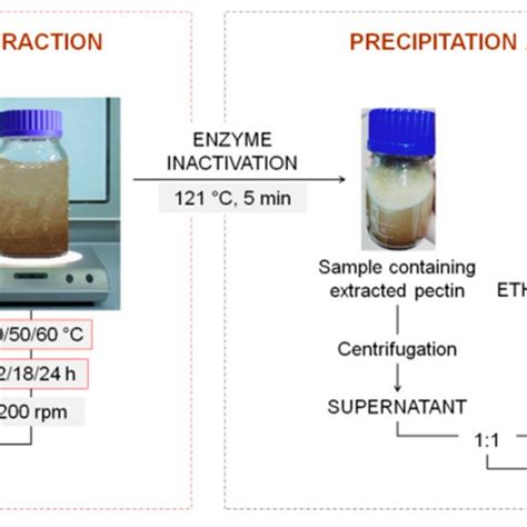 (PDF) Optimization of Pectin Enzymatic Extraction from Malus domestica 'Fălticeni' Apple Pomace ...