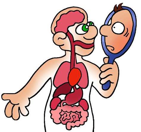 Circulatory System Pics For Kids - ClipArt Best