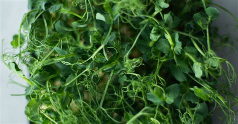 Green Vegetable on Black Plastic Container · Free Stock Photo