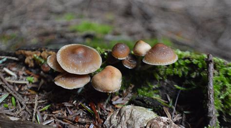 Psilocybe caerulipes (2014 season) - Mushroom Hunting and ...