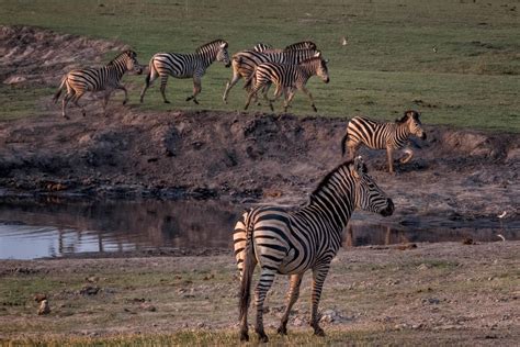 Botswana wildlife - LOUIS MONTROSE PHOTOGRAPHY