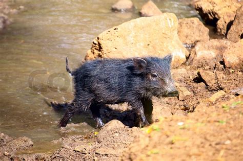 Baby of Peccary | Stock image | Colourbox