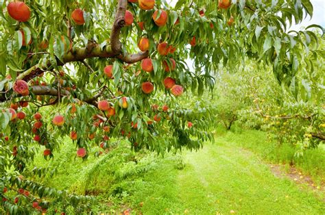 Peach orchard Stock Photo by ©alexeys 8619199