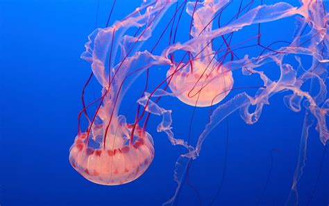 2560x1440px | free download | HD wallpaper: Pink Jellyfish Picture With ...