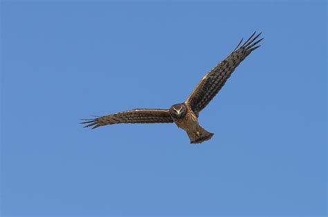 Northern Harrier Hunting Photograph by John Shaw - Pixels