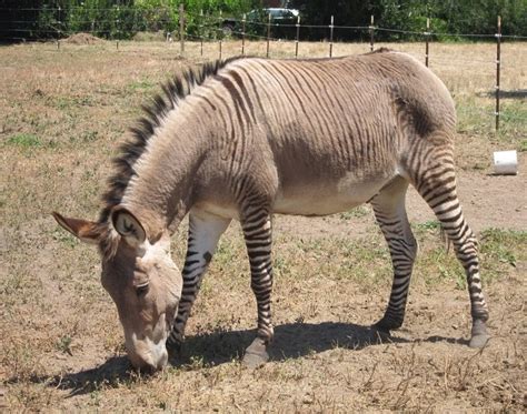 Zonkey Classification - ANIMAL LOVERS