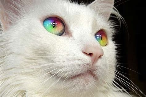 Rainbow Eye Cat 1 by AZDF4545 on DeviantArt