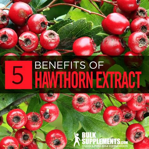 Hawthorn Berry: Benefits, Side Effects & Dosage