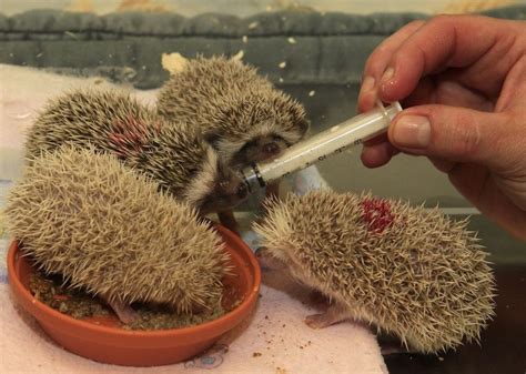 A Batch Of Baby Hedgehogs | Baby hedgehog, Cute hedgehog, Hedgehog