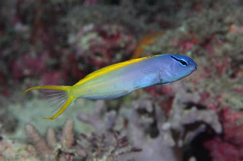 Blenny : Forktail Blenny