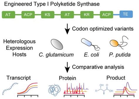 Maximizing Heterologous Expression of Engineered Type I Polyketide Synthases: Investigating ...