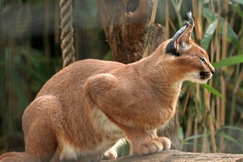 Caracal | Wildlife Facts and New Photos | The Wildlife