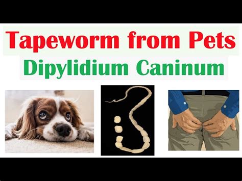 Tapeworm Segments In Dogs