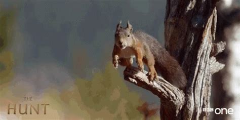 Funny Animals Flying Squirrel GIF - FunnyAnimals FlyingSquirrel Jumping - Discover & Share GIFs