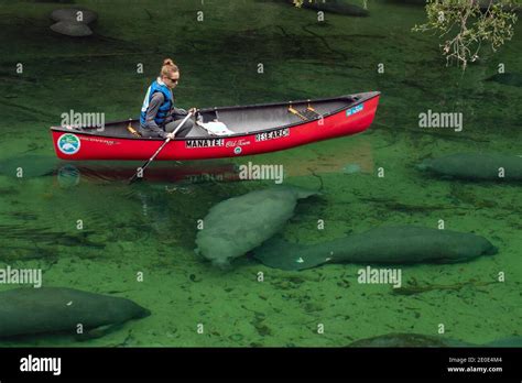 Manatees at Blue Springs State Park in Florida Stock Photo - Alamy