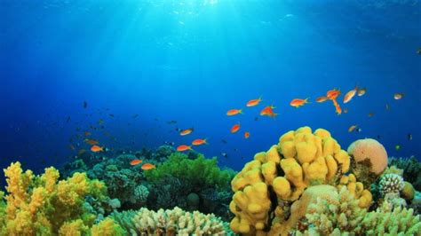 underwater, Fish, Fishes, Ocean, Sea, Tropical, Reef Wallpapers HD ...