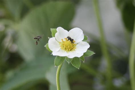 Aus study assesses stingless bees as hort pollinators