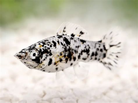 Dalmatian Molly Care Guide & Species Profile | Fishkeeping World