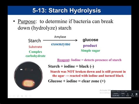 Starch Amylase Reaction Equation