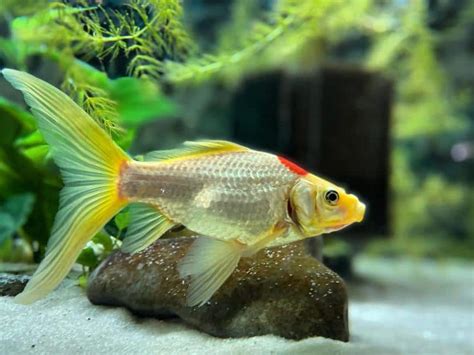 Comet Goldfish: Care, Size, Lifespan, Tankmates