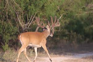 White-Tailed Deer Gallery - King Ranch Hunting