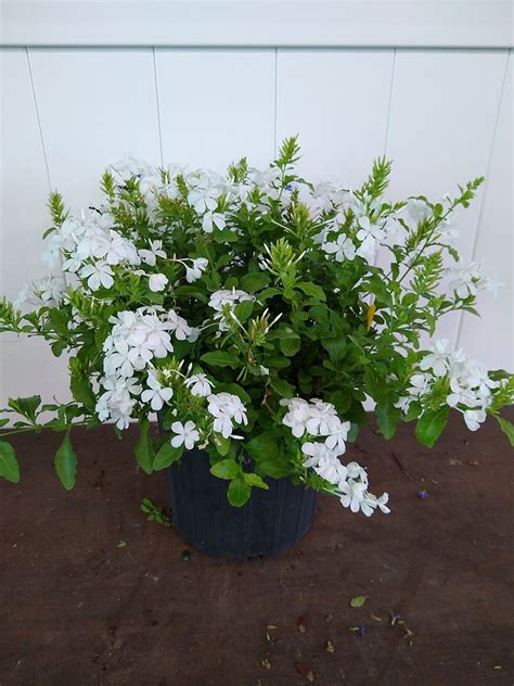 Plumbago auriculata ‘Alba’, White Plumbago | PlantVine