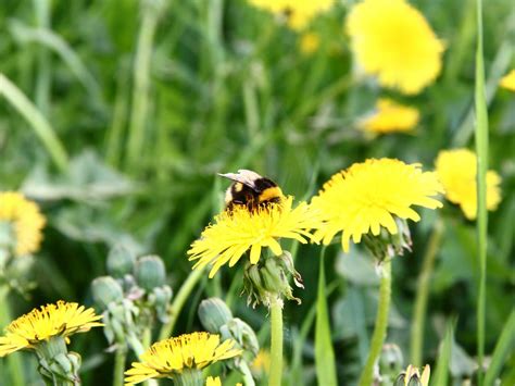 Download wallpaper 1600x1200 bumblebee, dandelion, pollination, grass ...