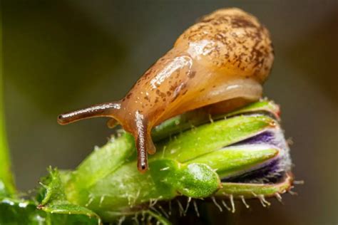 The Different Types Of Slugs In Your Garden - Cool Wood Wildlife Park